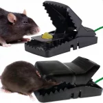 Mouse Trap